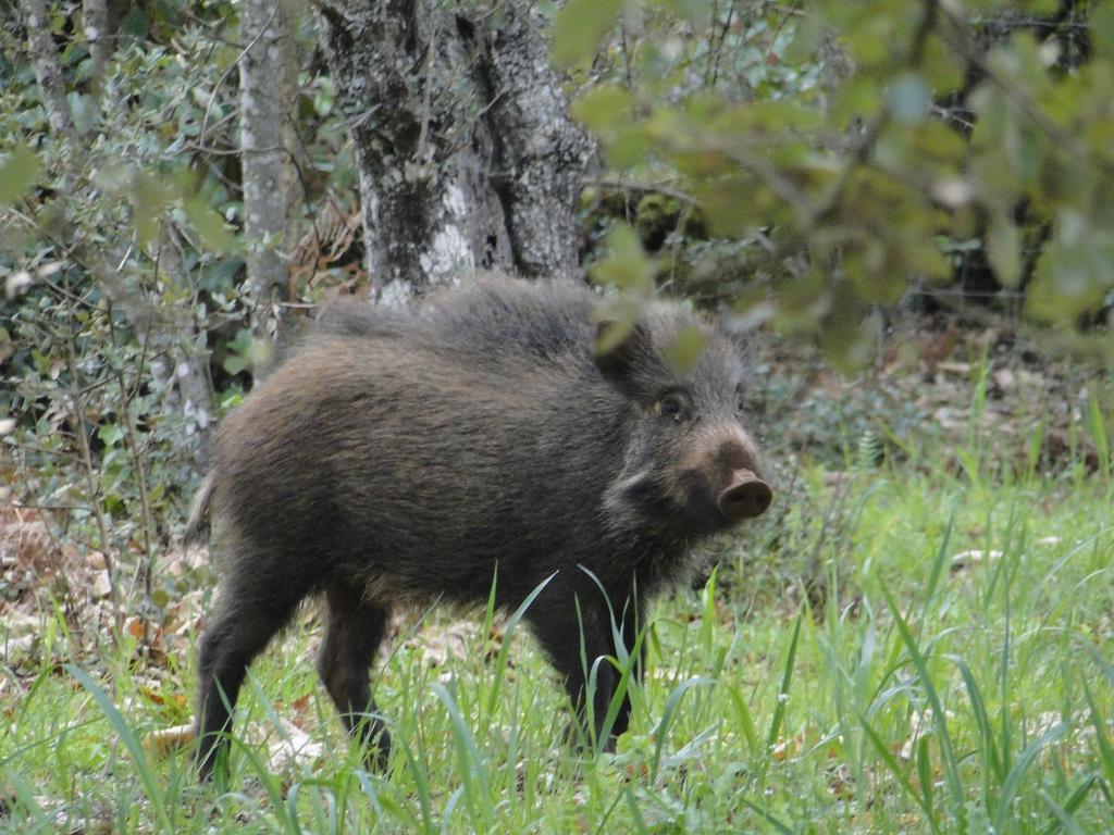 Finca La Colora Fuenteheridos Εξωτερικό φωτογραφία